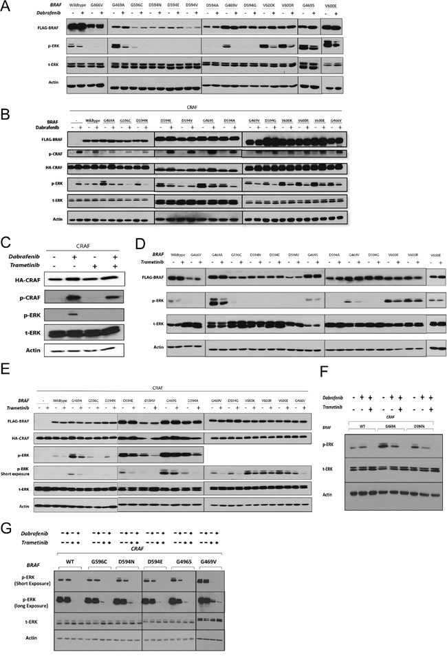 The effects of RAF and MEK inhibitors on non-V600 BRAF mutant-induced ERK signaling.