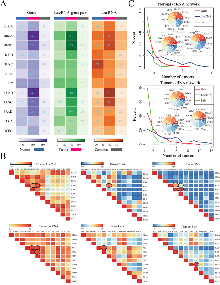 Global comparison of pan-cancer ceRNA networks.