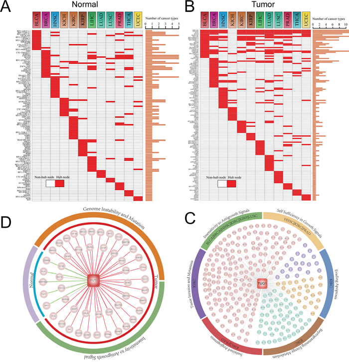 Hub analysis of pan-cancer ceRNA networks.