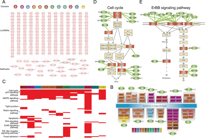 Functional analysis for lncRNAs that participate in cancer specific ceRNA interactions.
