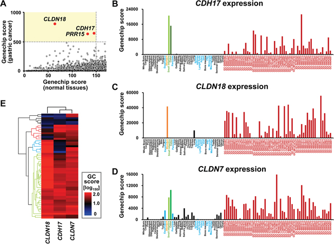 Gene expression pattern in systemic organs and human gastric cancer.