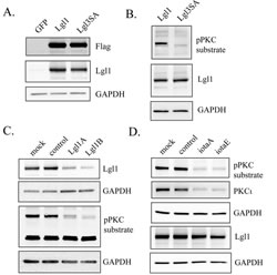 Lgl1 is constitutively phosphorylated by PKC&#x3b9; in PTEN-null U87MG cells.