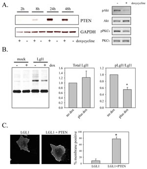 Restoration of PTEN expression reduces Lgl phosphorylation and promotes its membrane association.