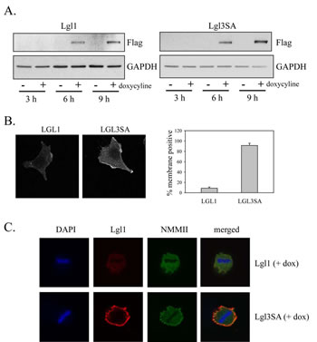 Non-phosphorylatable Lgl1 constitutively associates with the cell membrane in U87MG cells.