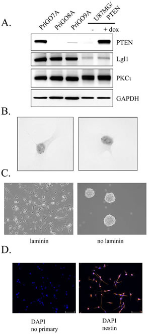 Characterization of PriGO8A cells.