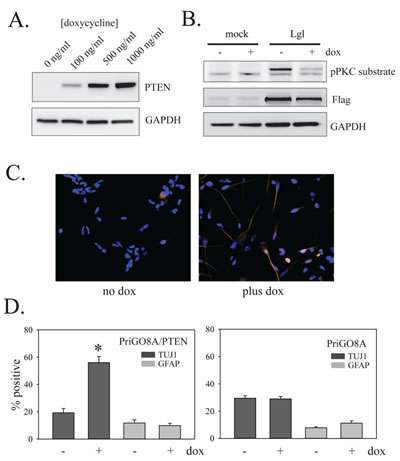 Effects of PTEN on PriGO8A differentiation.