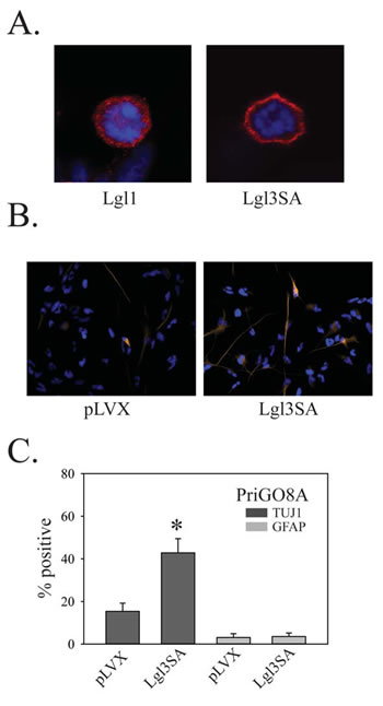 Effects of Lgl3SA on PriGO8A differentiation.