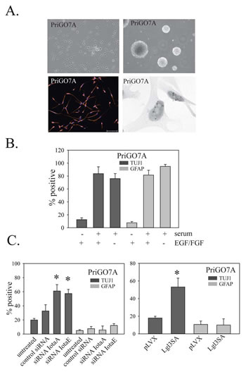 Effects of PKC and Lgl1 on PriGO7A differentiation.