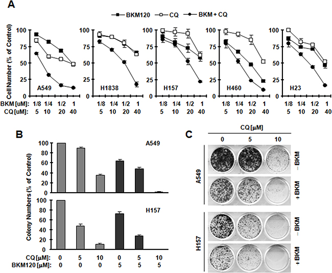 BKM120 combined with CQ synergistically inhibits the growth of human NSCLC cells.