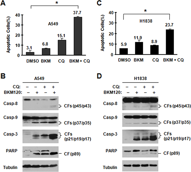 BKM120 and CQ combination enhances induction of apoptosis.