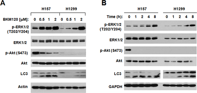 BKM120 increases p-ERK1/2 levels while inhibiting Akt phosphorylation.
