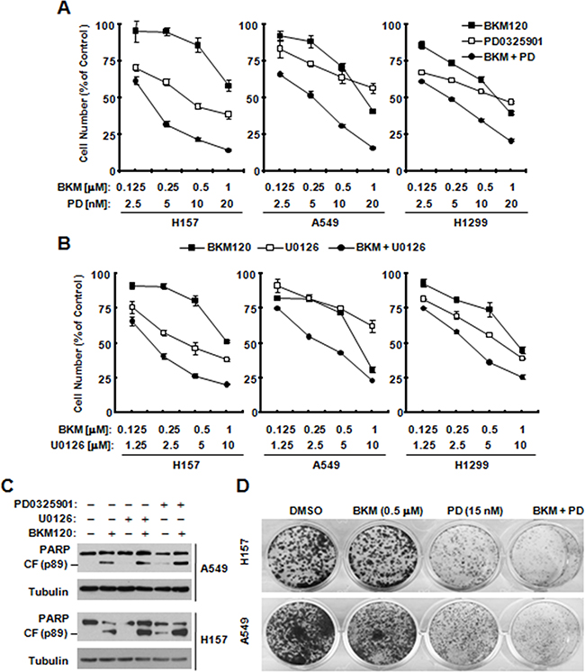 The combination of BKM120 with a MEK inhibitor synergistically inhibits the growth of human NSCLC cells (A, B and D) and enhances induction of apoptosis C.