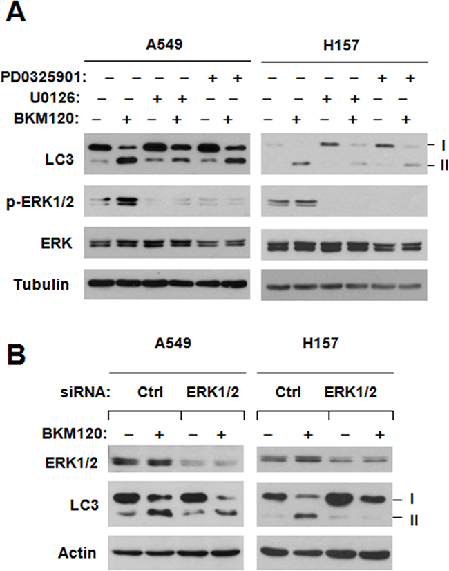 Chemical inhibition of MEK A. or siRNA-mediated ERK inhibition B. impairs the ability of BKM120 to elevate LC3-II levels.
