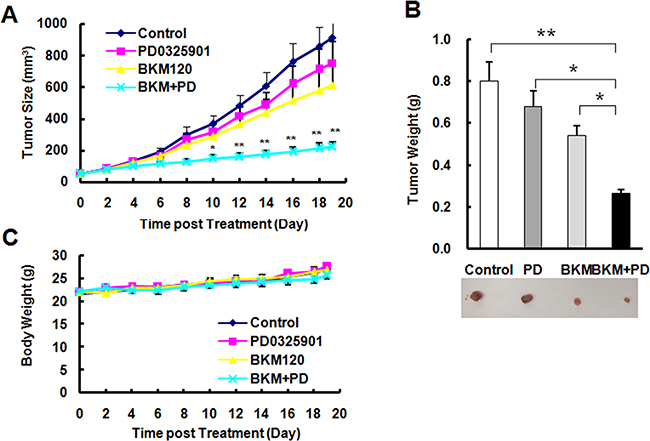 The combination of PD0325901 and BKM120 is significantly more effective than each single agent in suppressing the growth of NSCLC xenografts A and B.