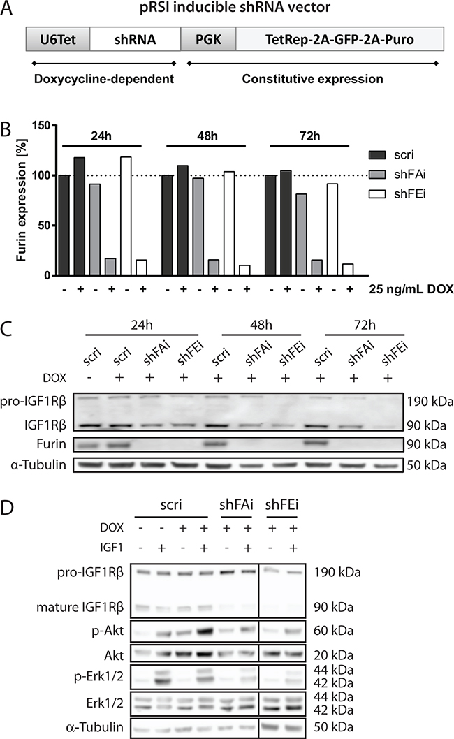 Inducible silencing of furin in alveolar RMS cells.