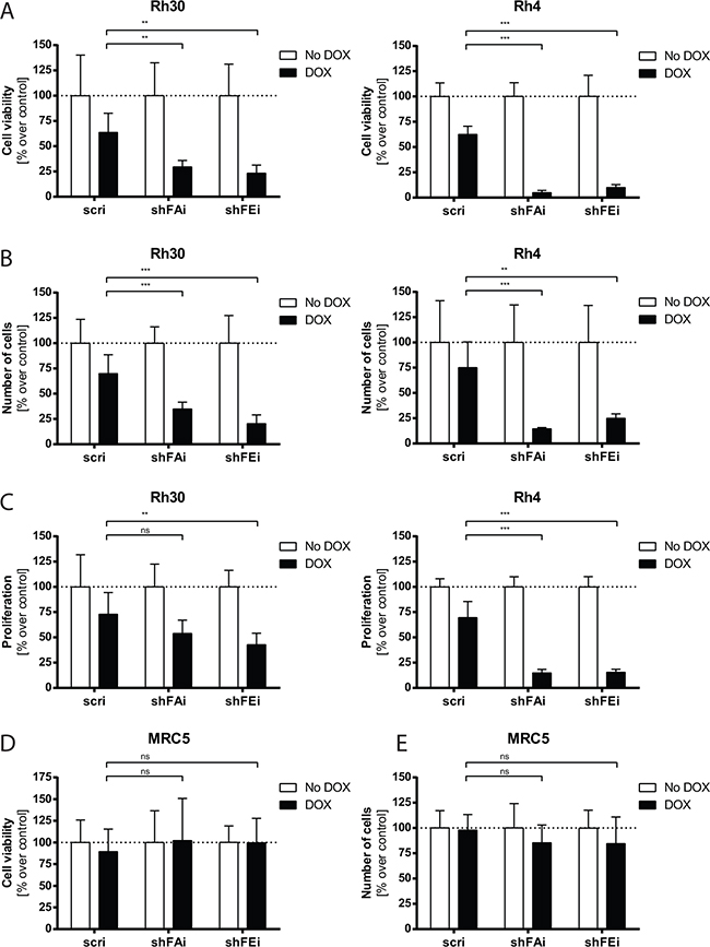 Cell viability and proliferation of aRMS cells are decreased upon furin silencing.