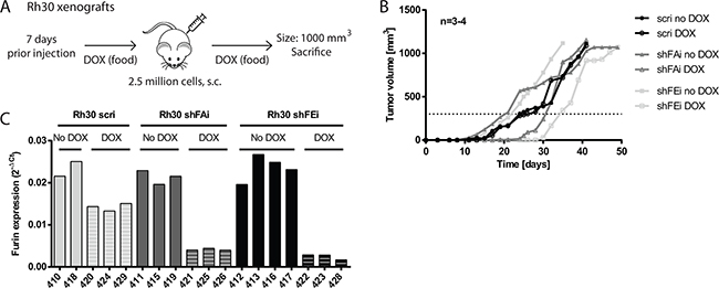 Decrease of furin activity delays tumor growth of Rh30 xenografts in vivo.