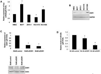 EGR1 correlates with miR-20b expression levels.