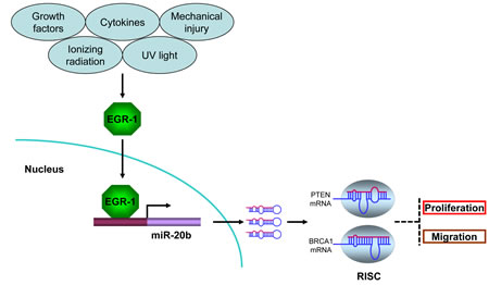 miR-20b transcriptionally activated by EGR1 directly targets PTEN and BRCA1 in breast cancer.