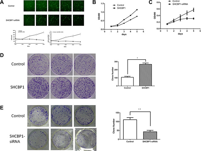 Effect of SHCBP1 on SS cells growth in vitro.