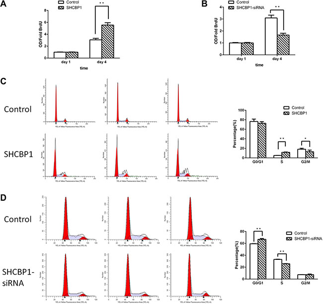 SHCBP1 promotes the transition from G1 to S phase in SS cells.