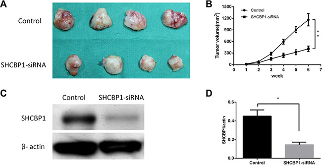 Inhibition of SHCBP1 reduces the tumorigenicity of SS cells in vivo.