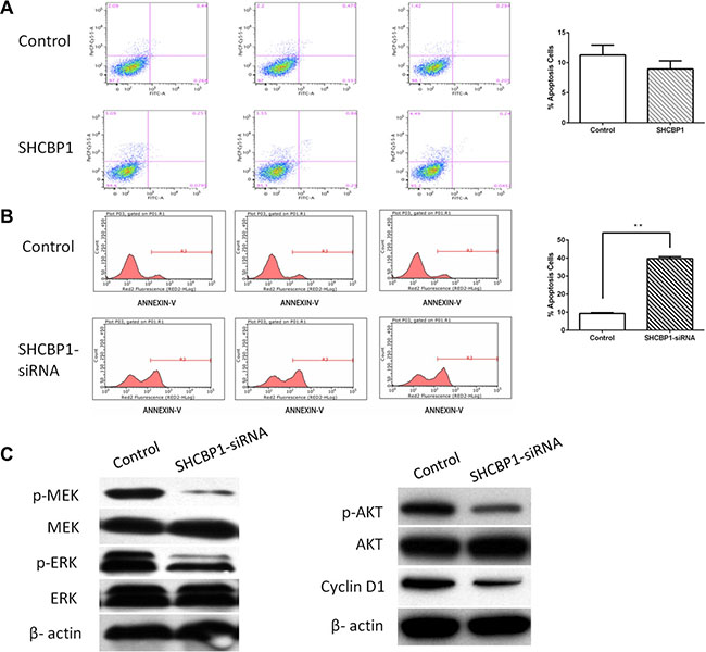 SHCBP1 exerts anti-apoptotic effect via activating MAPK/ERK and PI3K/AKT/mTOR signaling pathways and enhancing the expression of cyclin D1.