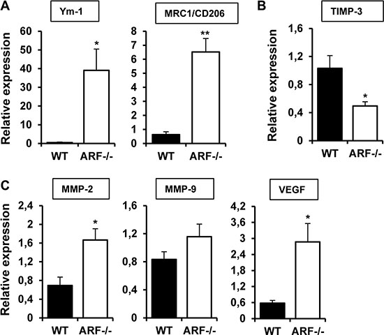 TAMs from ARF&#x2212;/&#x2212; xenografts overexpressed M2 markers and modulate angiogenic genes.