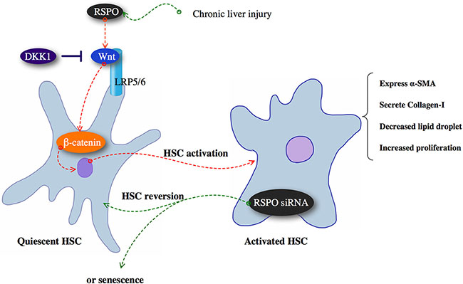 Chronic liver injury might up-regulate RSPOs expression and subsequently promoted hepatic fibrogenesis by enhancing Wnt/&#x03B2;-catenin pathway, whereas DKK1 has the inhibitory effect on RSPOs function.