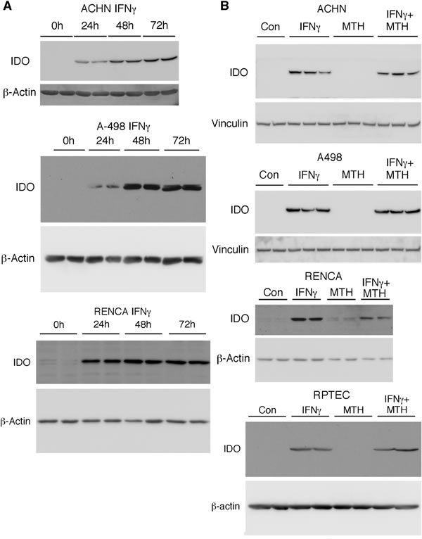 IFN&#x3b3; induces IDO1 in RCC and normal renal proximal tubular epithelial cells, and levels are unaffected by IDO inhibition.