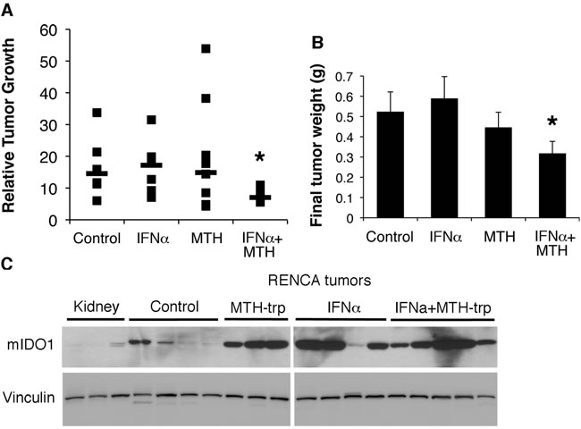 The IDO1 inhibitor MTH-trp enhances the anti-tumor effect of IFN&#x3b1;