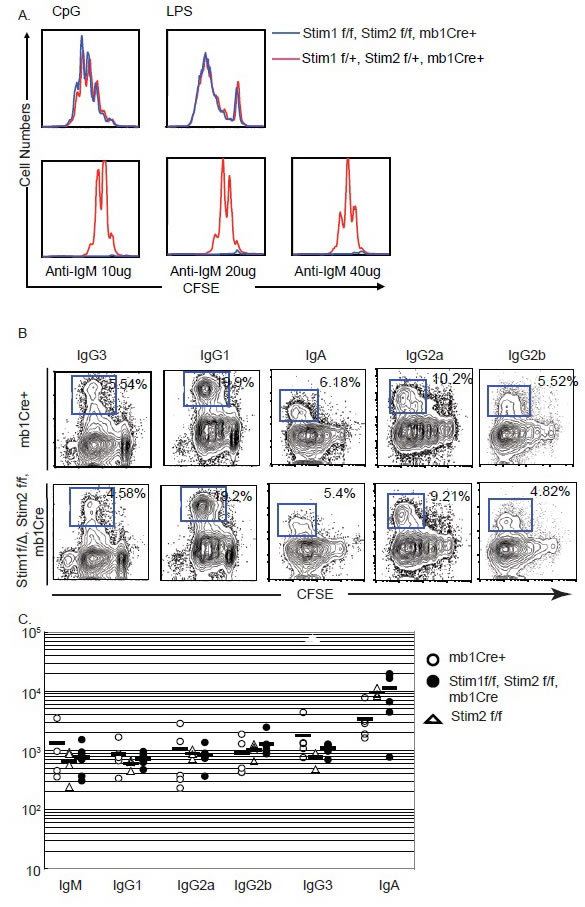 Impaired proliferation upon BCR crosslinking in Stim1&amp;2 DKO B cells.