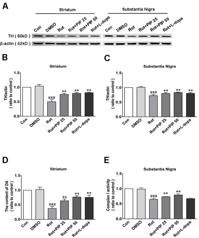 PIP restores TH expression reduced by rotenone.