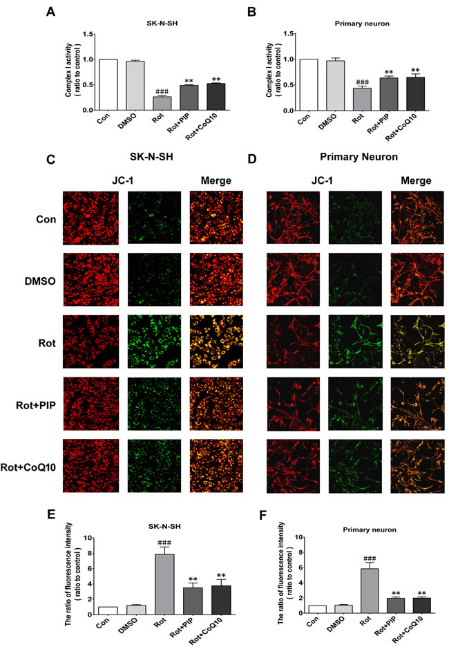 PIP reverses the decreases in mitochondrial complex I activity and MMP induced by rotenone.