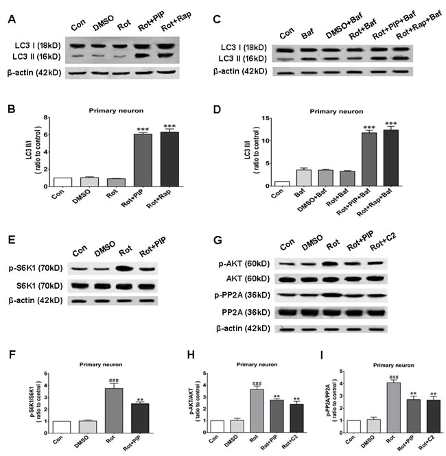 PIP induces autophagy