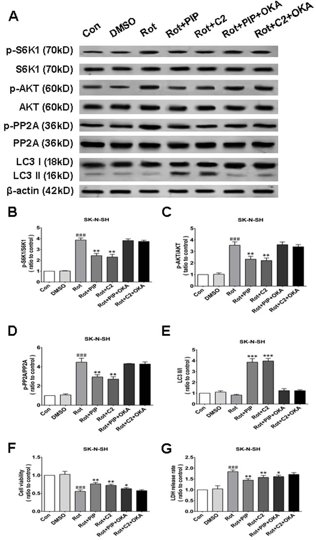 OKA reverses PIP-induced autophagy and increase in cell viability