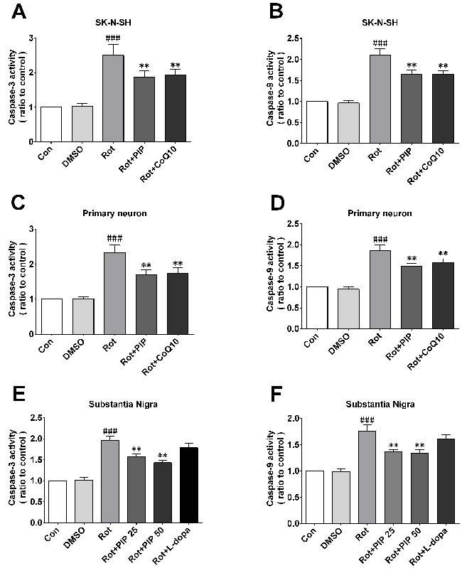 PIP inhibits rotenone-induced apoptosis.