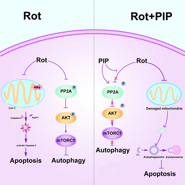 PIP exerts neuroprotective effects against rotenone-induced injury by activating PP2A and restoring the balance between autophagy and apoptosis.