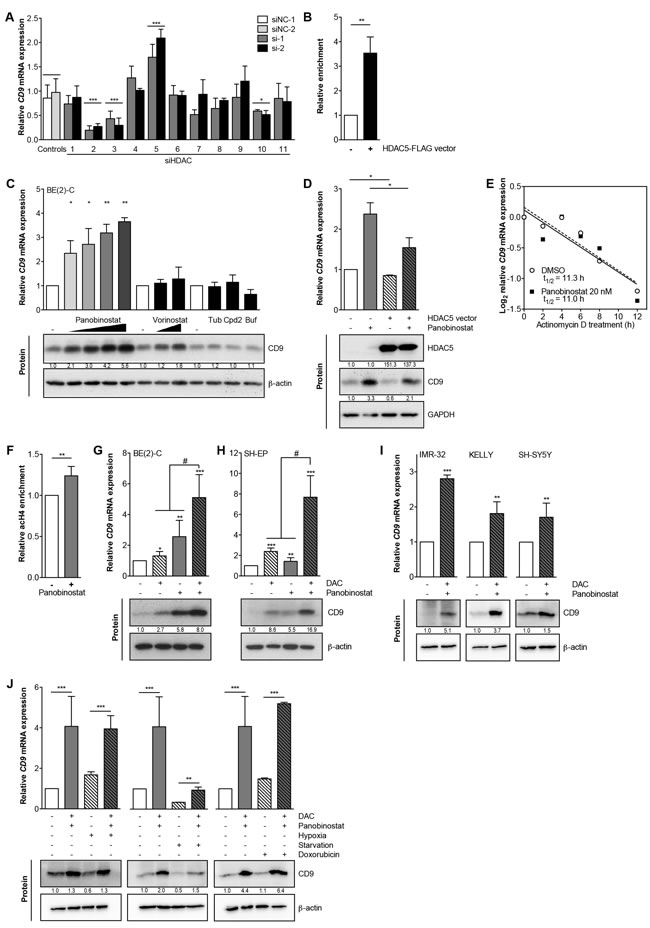 HDAC5 negatively regulates