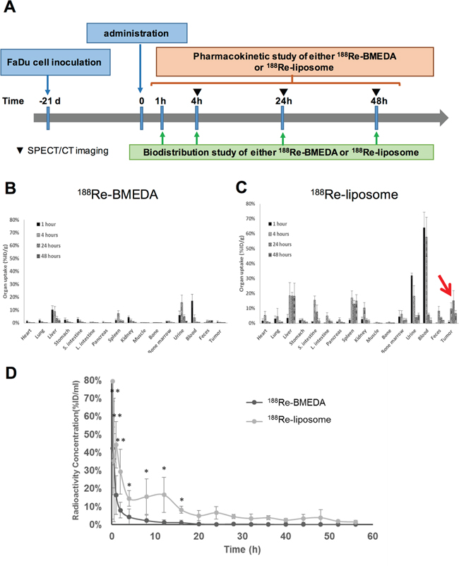 Determination of the biodistribution and pharmacokinetics of PEGylated 188Re-liposome used in the orthotopic HNSCC tumor model.