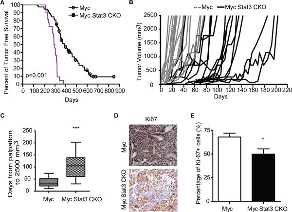 Loss of STAT3 alters tumor onset and tumor growth.