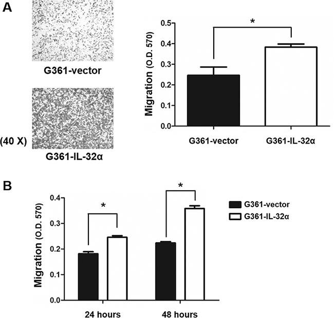 IL-32&#x03B1; overexpression in human melanoma cell lines enhances cell migration.