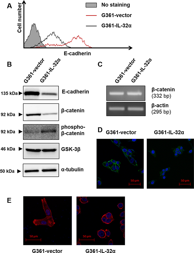 IL-32&#x03B1; overexpression downregulates E-cadherin expression and induces F-actin polymerization.