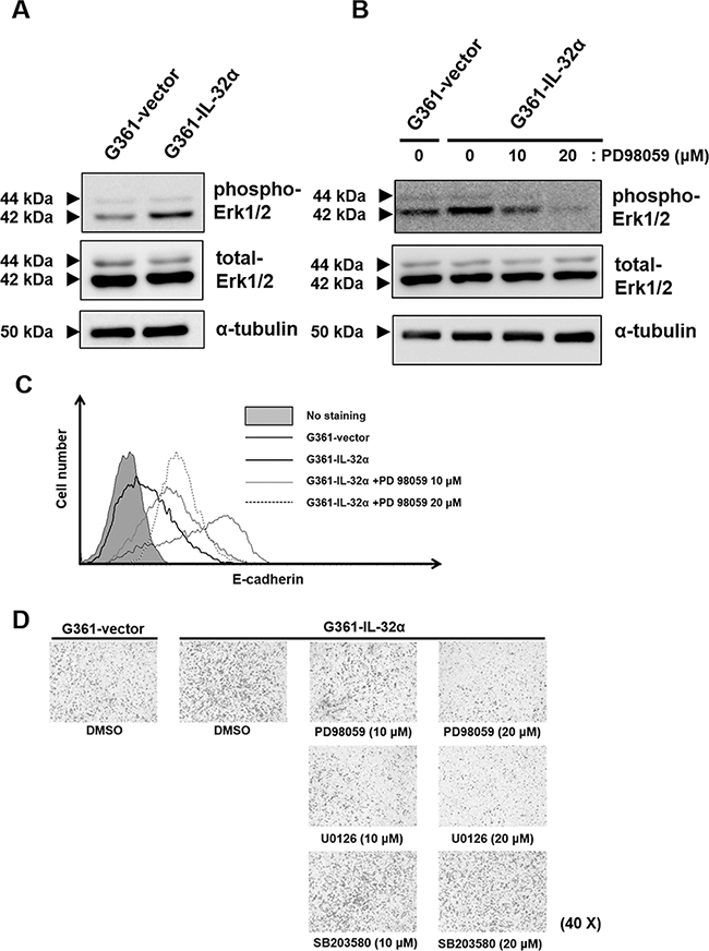 Inhibition of IL-32&#x03B1;-induced Erk1/2 reduces human melanoma cell migration.