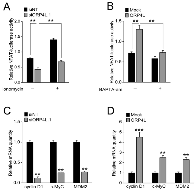ORP4L increases Ca2+-dependent NFAT activity and promotes expression of a gene cluster which supports cell proliferation.