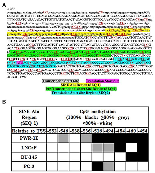 MIEN1 putative promoter region and potential methylation sites.