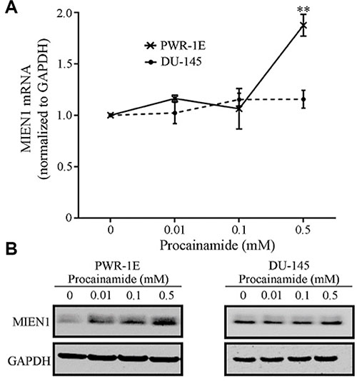 MIEN1 expression upon treatment with the non-nucleoside inhibitor, Procainamide.