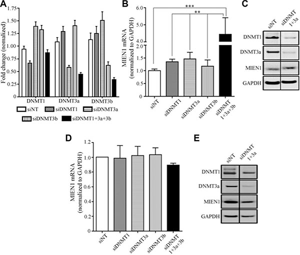 MIEN1 expression upon knockdown of DNA methyltransferases in PWR-1E.