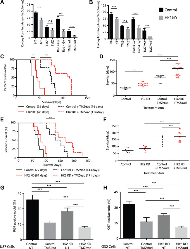 Loss of HK2 sensitizes tumors to chemotherapy and radiation (rad).