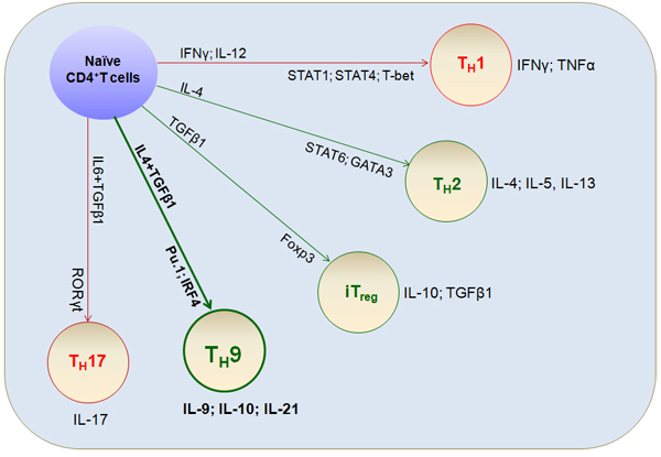 Differentiation of T cell lineages.